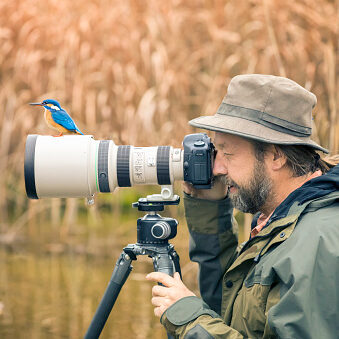 Photographer  is frightened by kingfisher, Alcedo atthis, Autumn